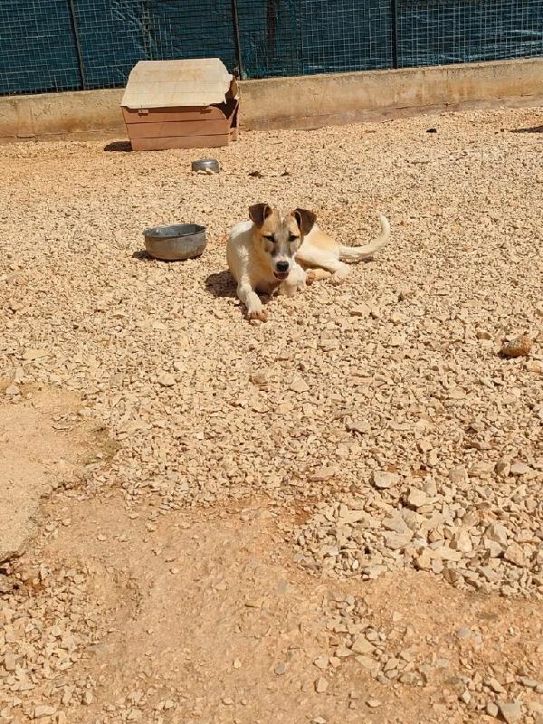 Astra - Nato/a il: Agosto 2025 Razza: Meticcio simil lupoide Taglia: Media Peso: da adulta 20-23 kg Carattere: Dolce, buona Foto 4